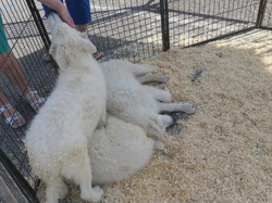 BOURGOGNE et FRANCHE-COMTE