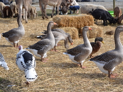 Les  Gardois Chusclan 2013