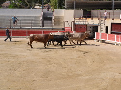Concentration  des Gardois ccc sud