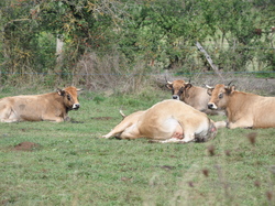 Escapade en Auvergne