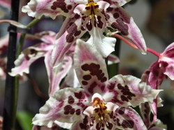 Photos Hollande - Belgique