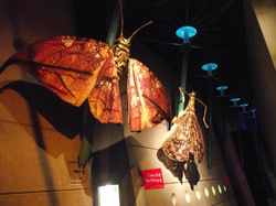 Prolongation  A.G. 2014