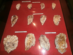 Sortie Charente Maritime 2014