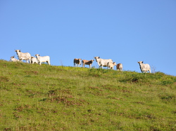 Transhumance  dans le Couserans
