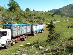 Transhumance  dans le Couserans