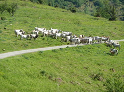 Transhumance  dans le Couserans