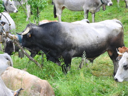 Transhumance dans le Couserans