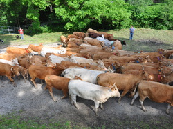 Transhumance  dans le Couserans