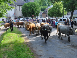 Transhumance  dans le Couserans