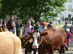 Transhumance  dans le Couserans